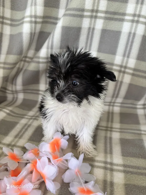 Lola – Maltipom puppy for sale in Summer Shade, KY