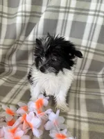 Lola, a female Maltipom for sale in Summer Shade, KY – 4 of 7
