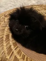 Cupcake , a female Pomeranian for sale in Summer Shade, KY – Photo 2 of 5