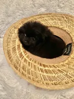 Cupcake , a female Pomeranian for sale in Summer Shade, KY – Photo 5 of 5