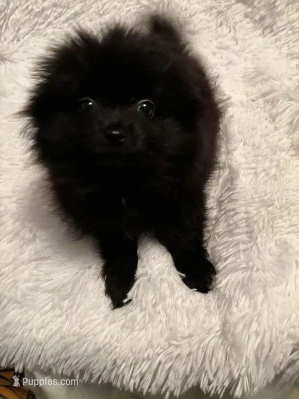 Cupcake  – Pomeranian puppy for sale in Summer Shade, KY