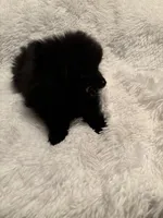 Cupcake , a female Pomeranian for sale in Summer Shade, KY – Photo 3 of 5