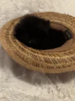 Cupcake , a female Pomeranian for sale in Summer Shade, KY – Photo 4 of 5