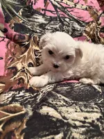 Blossom , a female Maltese for sale in Summer Shade, KY – 5 of 5