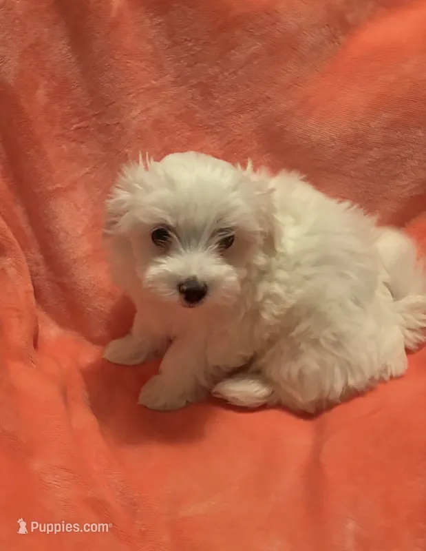 Snowball utd pix. REDUCED  – Maltese puppy for sale in Summer Shade, KY