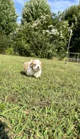 REDUCED Precious , a female Mal Shi for sale in Summer Shade, KY – 4 of 10