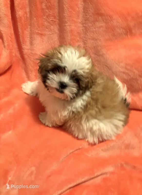 Happy updated pix – Mal Shi puppy for sale in Summer Shade, KY