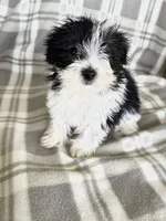 Parti Boy, a male Maltipom for sale in Summer Shade, KY – 2 of 8