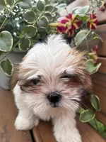 Precious , a female Mal Shi for sale in Summer Shade, KY – 5 of 7