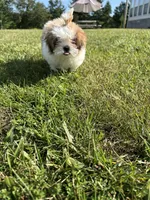 REDUCED Precious , a female Mal Shi for sale in Summer Shade, KY – 10 of 10