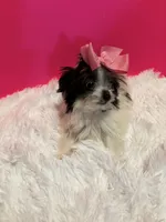 Tiny Skye, a female Maltipom for sale in Summer Shade, KY – 5 of 8