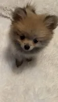 Tiny Penny. , a female Pomeranian for sale in Summer Shade, KY – 5 of 8