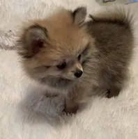 Tiny Penny. , a female Pomeranian for sale in Summer Shade, KY – 4 of 8