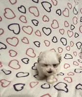 Sugar Baby , a female Maltipoo for sale in Summer Shade, KY – Photo 7 of 7