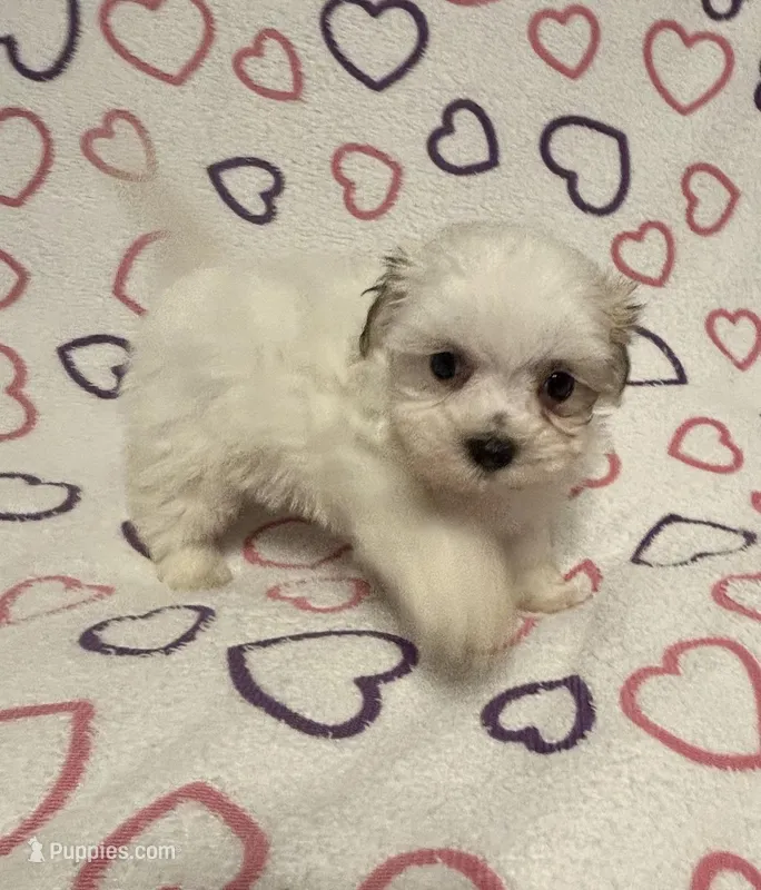 Sugar Baby  – Maltipoo puppy for sale in Summer Shade, KY