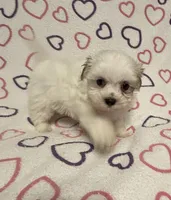 Sugar Baby , a female Maltipoo for sale in Summer Shade, KY – Photo 2 of 7