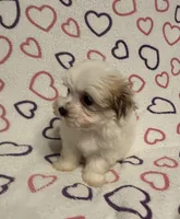 Sugar Baby , a female Maltipoo for sale in Summer Shade, KY – Photo 3 of 7