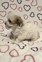 Sugar Baby , a female Maltipoo for sale in Summer Shade, KY – Photo 5 of 7