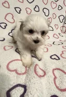 Sugar Baby , a female Maltipoo for sale in Summer Shade, KY – Photo 6 of 7