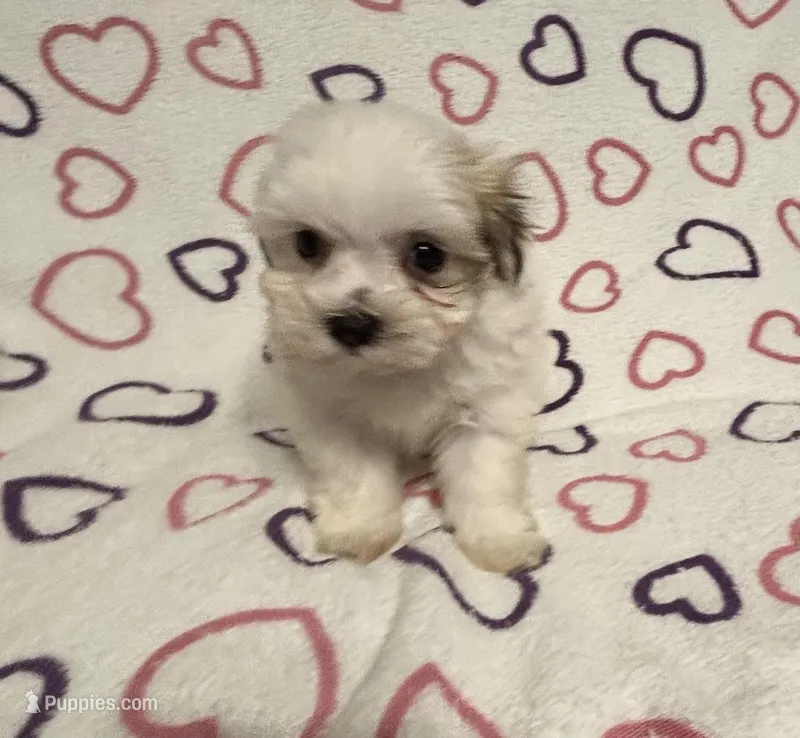 Sugar Baby  – Maltipoo puppy for sale in Summer Shade, KY