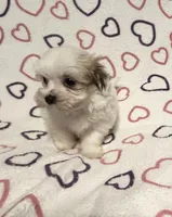 Sugar Baby , a female Maltipoo for sale in Summer Shade, KY – Photo 4 of 7