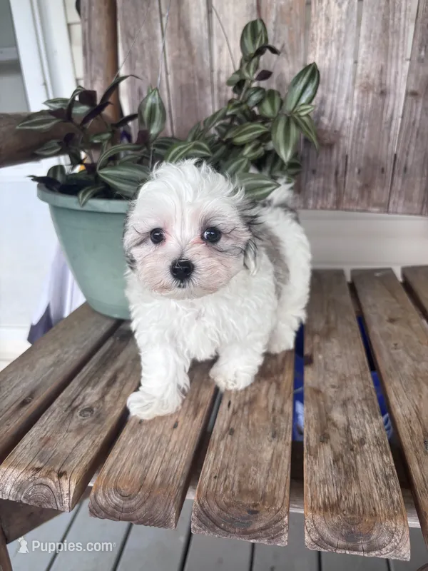 King – Maltipoo puppy for sale in Summer Shade, KY