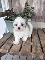 King, a male Maltipoo for sale in Summer Shade, KY – 1 of 5