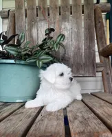 Handsome, a male Maltipoo for sale in Summer Shade, KY – 1 of 3