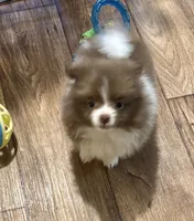 Chocolate parti , a male Pomeranian for sale in Summer Shade, KY – 2 of 6