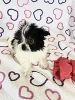 Skye, a female Maltipom for sale in Summer Shade, KY – 10 of 10