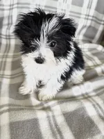 Parti Boy, a male Maltipom for sale in Summer Shade, KY – 8 of 8