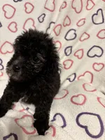 Beauty , a female Poodle - Toy  for sale in Summer Shade, KY – Photo 5 of 5