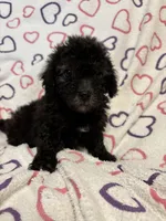 Beauty , a female Poodle - Toy  for sale in Summer Shade, KY – Photo 4 of 5