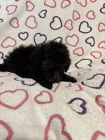 Beauty , a female Poodle - Toy  for sale in Summer Shade, KY – Photo 3 of 5