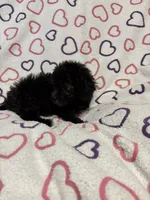 Beauty , a female Poodle - Toy  for sale in Summer Shade, KY – Photo 2 of 5