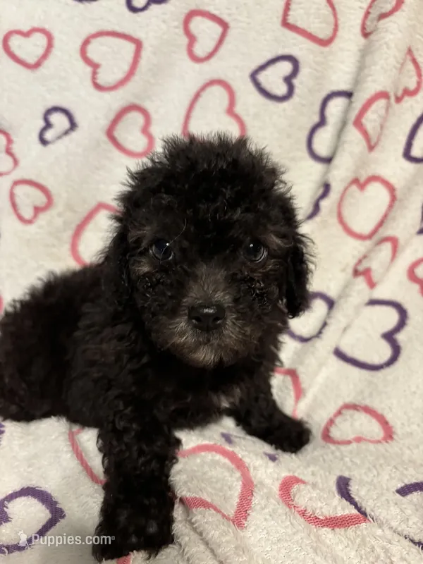 Beauty  – Poodle - Toy  puppy for sale in Summer Shade, KY