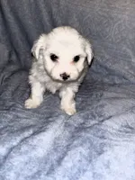 Snowball , a male Maltese for sale in Summer Shade, KY – 2 of 5