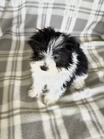 Parti Boy, a male Maltipom for sale in Summer Shade, KY – 3 of 8
