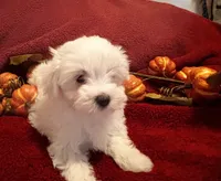 Prissy CKC , a female Maltese for sale in Summer Shade, KY – 7 of 9