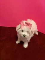 REDUCED. Prissy CKC , a female Maltese for sale in Summer Shade, KY – 2 of 9