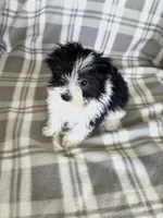 Parti Boy, a male Maltipom for sale in Summer Shade, KY – 5 of 8
