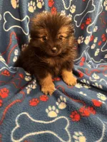 Fluffy , a male Pomeranian for sale in Summer Shade, KY – 2 of 7