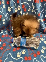 Bouncy Micky, a male Pomeranian for sale in Summer Shade, KY – 6 of 8