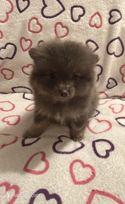 Brandy – Pomeranian puppy for sale in Summer Shade, KY