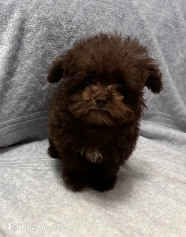 Pocket Pup  – Poodle - Toy  puppy for sale in Summer Shade, KY