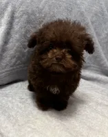 Pocket Pup , a male Poodle - Toy  for sale in Summer Shade, KY – 1 of 9