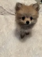 Tiny Penny. , a female Pomeranian for sale in Summer Shade, KY – 7 of 8