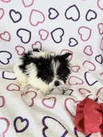 Skye, a female Maltipom for sale in Summer Shade, KY – 9 of 10