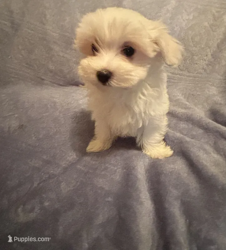 Dynamite  – Maltese puppy for sale in Summer Shade, KY