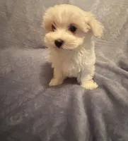 Dynamite , a male Maltese for sale in Summer Shade, KY – 1 of 3